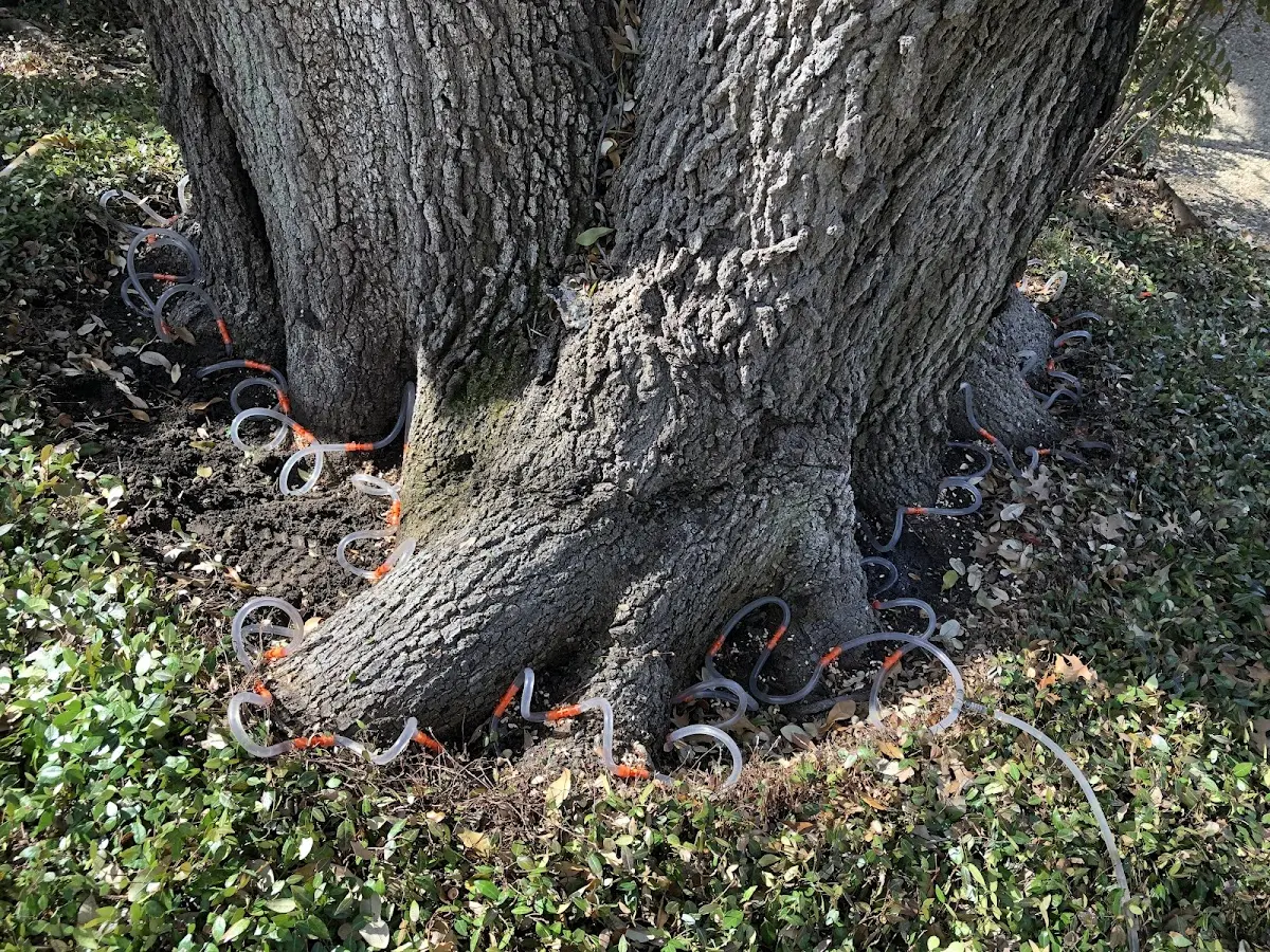 Detailed Shrub and Hedge Trimming job site in Goliad