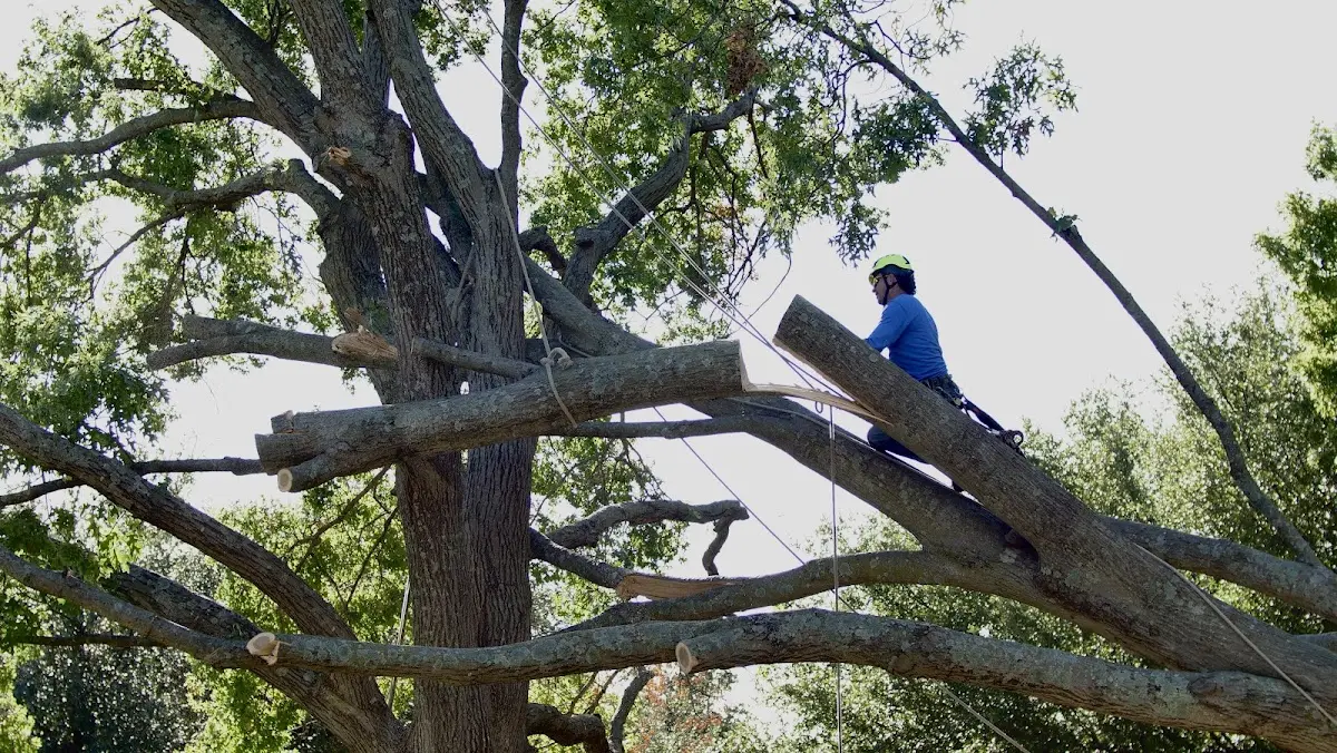 Professional Crown Thinning performed by certified arborists in Goliad